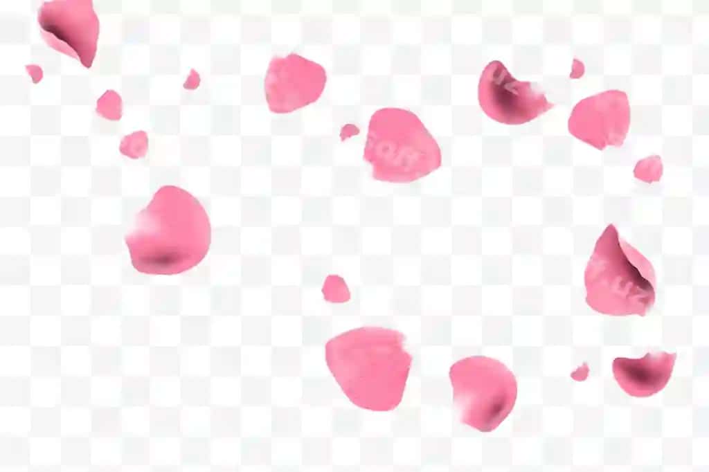 Pushti gul petal haqiqiy uchadigan | Realistic pink rose petals flying
