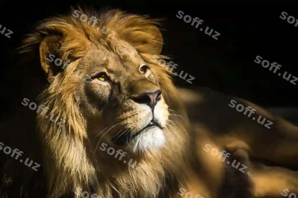 Oq chiziqqan sher yuzi kamera tomonga qaraydi. | Lion with white stripe its face is looking camera