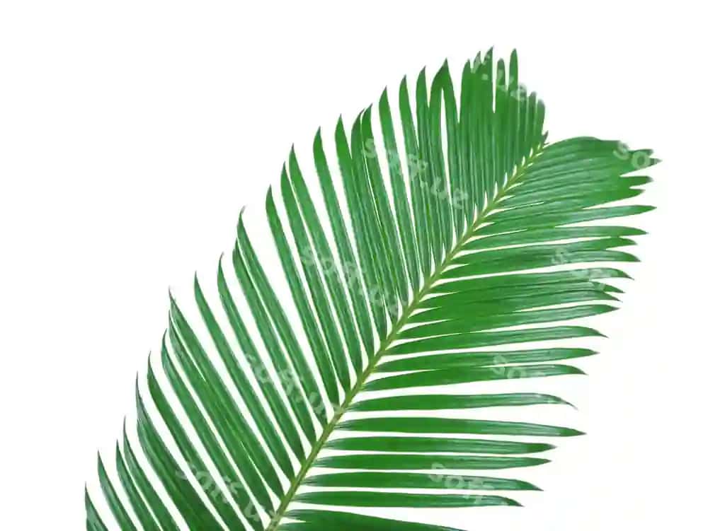 Yashil varaqli sago pal'ma daraxti oq fonda isolatsiya qilingan | Green leaf sago palm tree isolated white