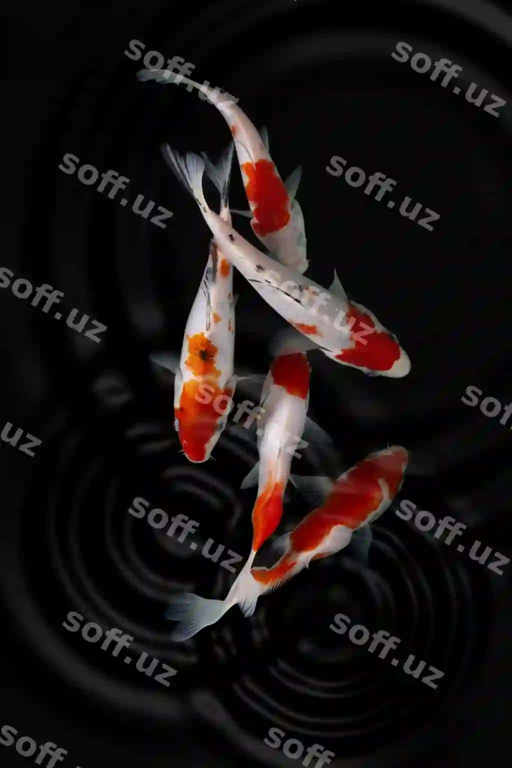 Koi qora orqa fon | Koi fish black background