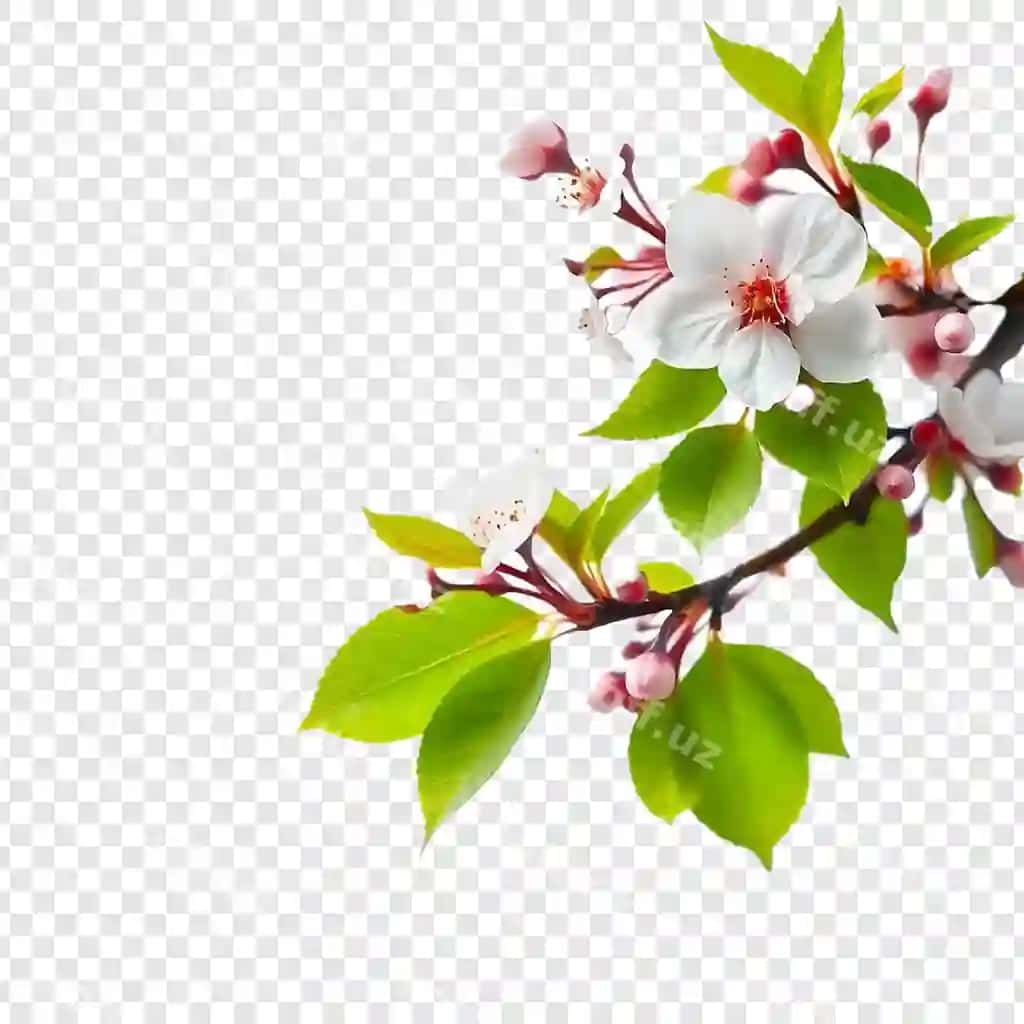 Binafsha gullar ajraltirilgan shaffof orqa fonda | Pink flowers isolated transparent background