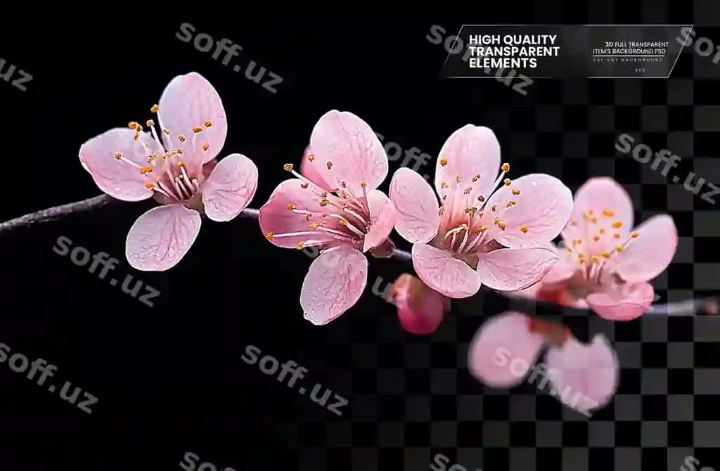 No'malum meva ramzi bilan ochilgan binafat dala**?** | Delicate peach blossom branch with blooming flowers transparent