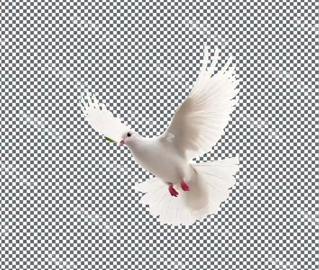 Go'zal kabut shaffof orqa fonda ajraltirilgan | Beautiful pigeon isolated transparent background