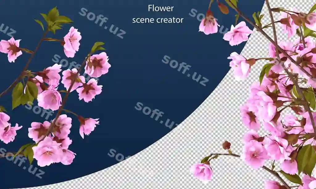 Gilos guli kesish yo'li ajraltirilgan gilos guli | Cherry flower clipping path isolated cherry flower