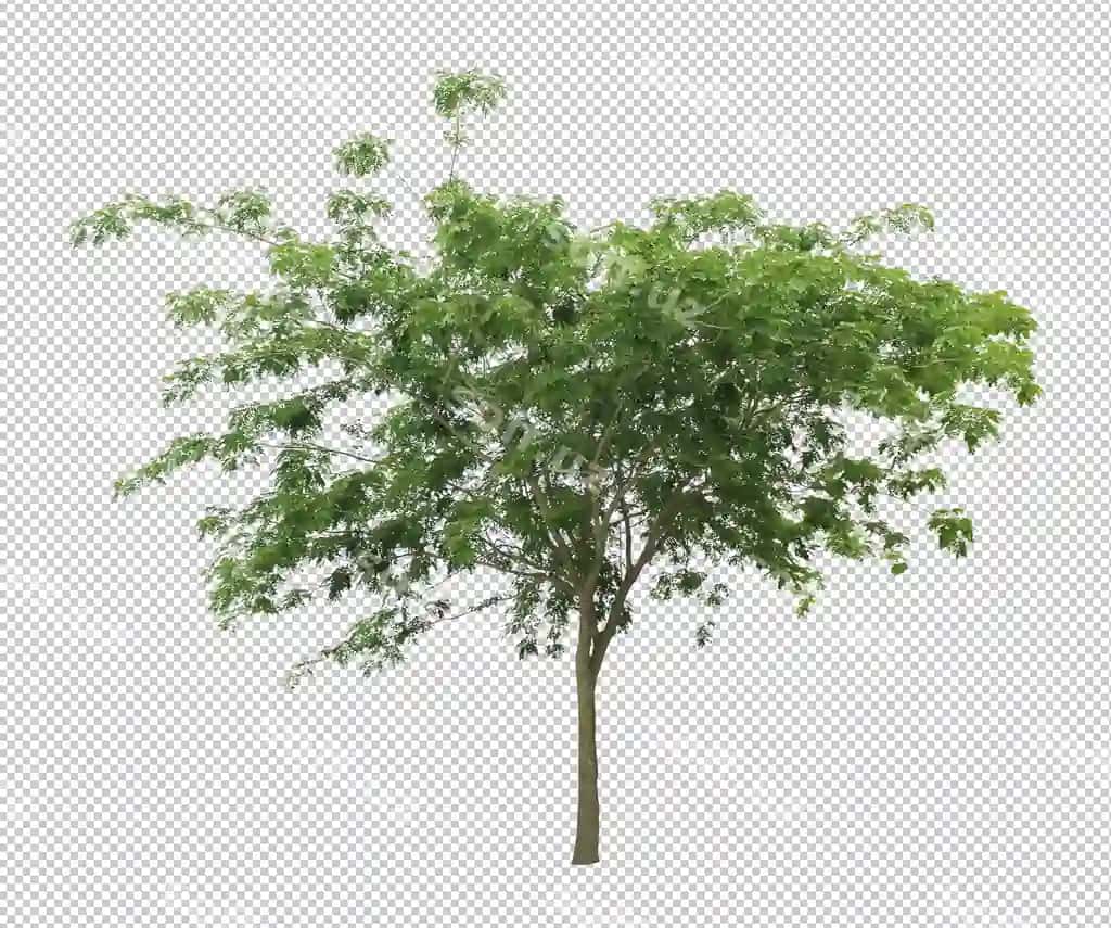 Eng yaxshi to'plam garg'ret daraxt | Best collection dicut tree