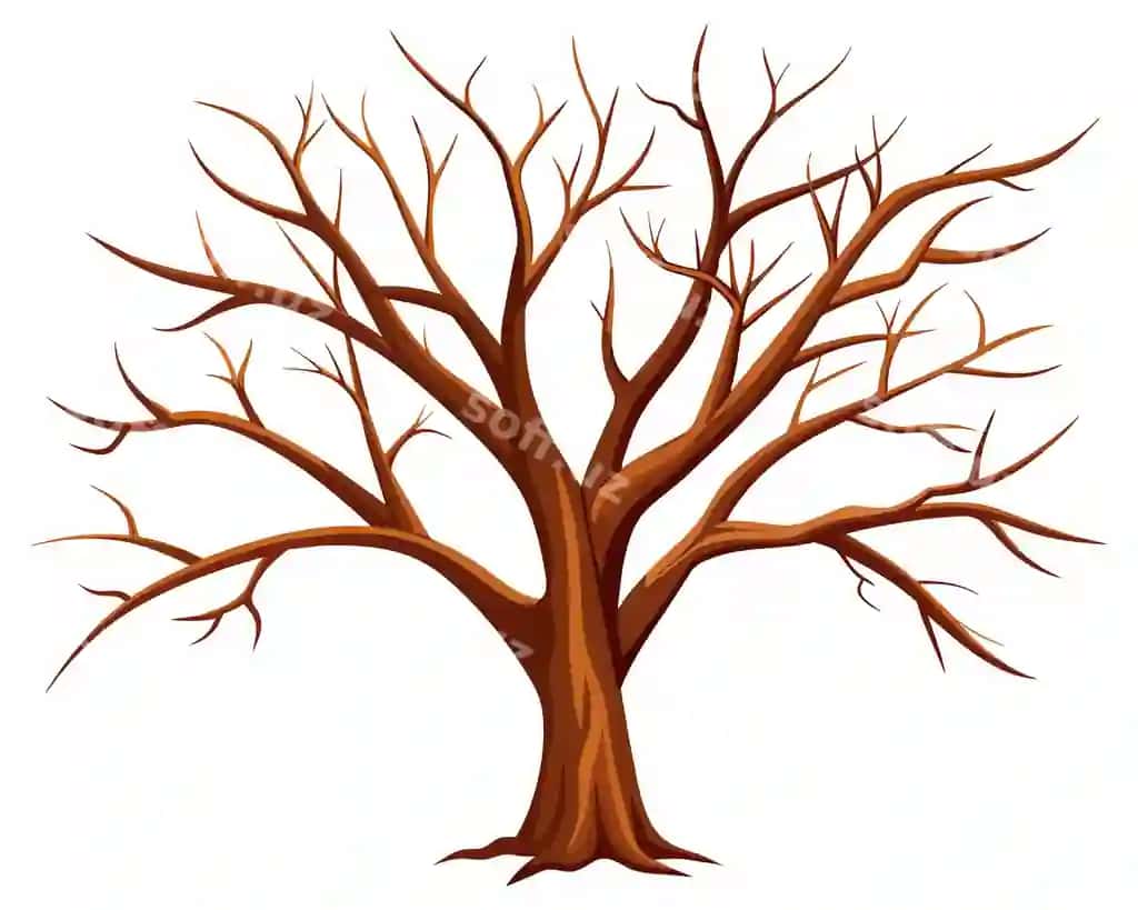 Barqatlar yo'q bo'lgan daraxt | Tree with no leaves it