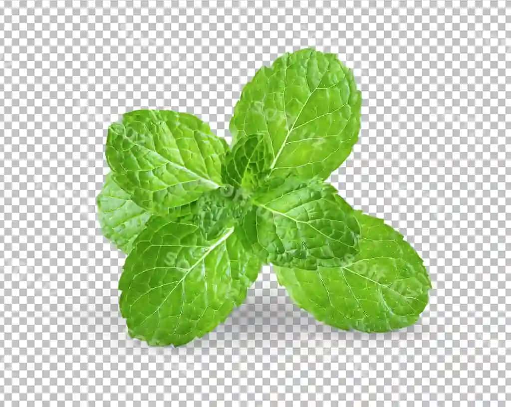 Taze nana yaponlari alpha qat | Fresh mint leaves alpha layer