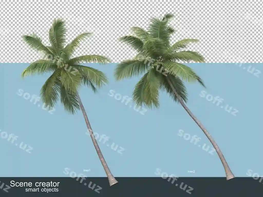 3d rendering turli xil palmachilar turlari | 3d rendering various types palm trees
