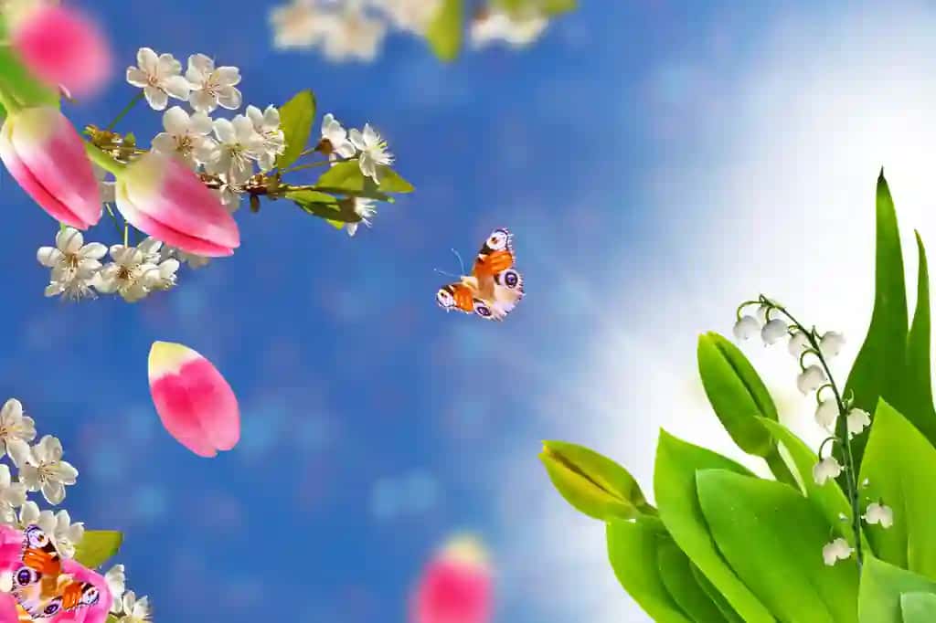 Gullash shoxi olma lolalari yorqin rang-barang bahor gullari | Blossoming branch apple tulips bright colorful spring flowers