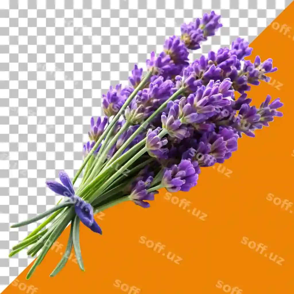 Tasvirlang bir guruh lavanda gulari oq fonda | Picture bunch lavender flowers with white background