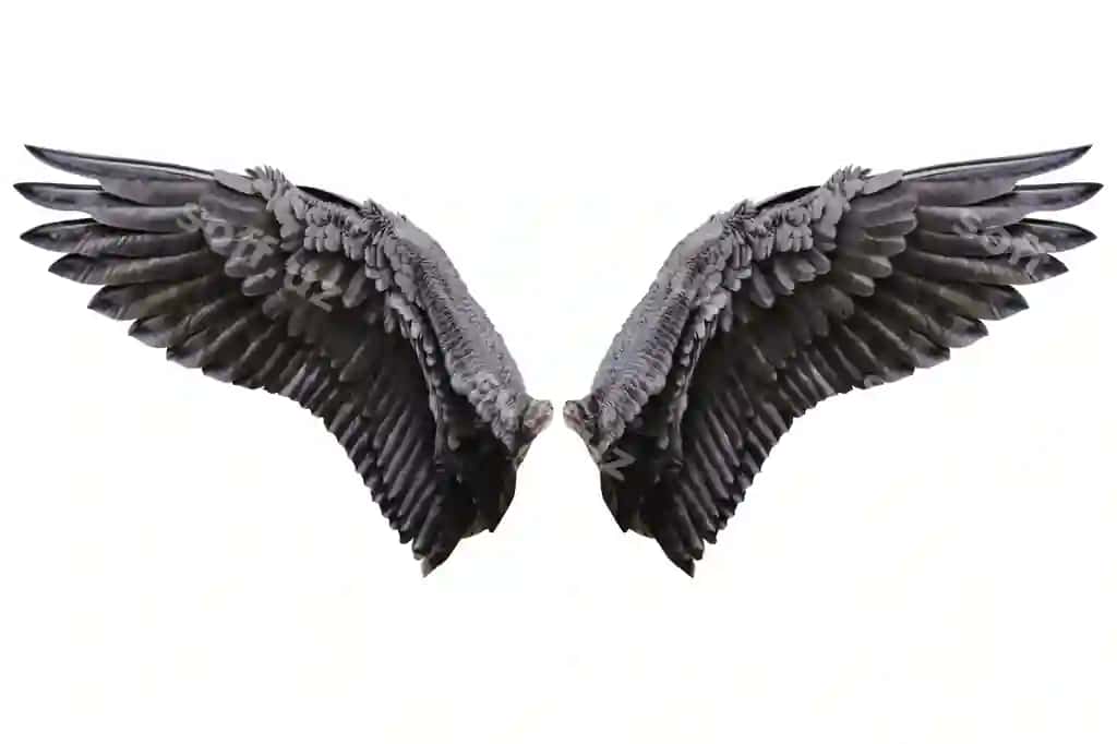 Farishta qanotlari tabiiy qora tuxumlar | Angel wings natural black wing plumage