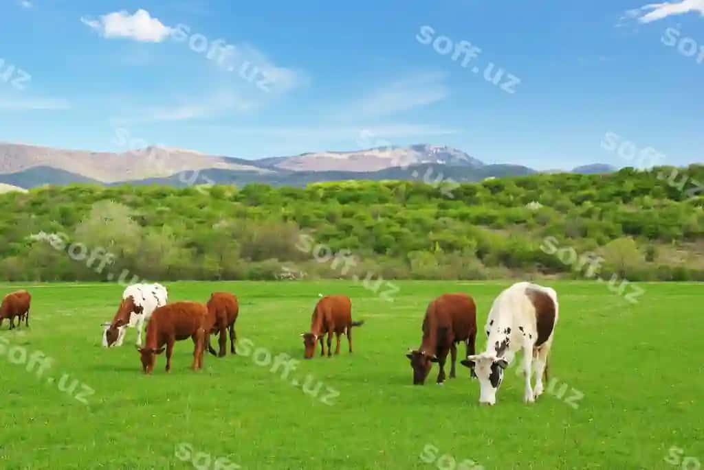 Sigir yashil dala tog | Cow green meadow mountain