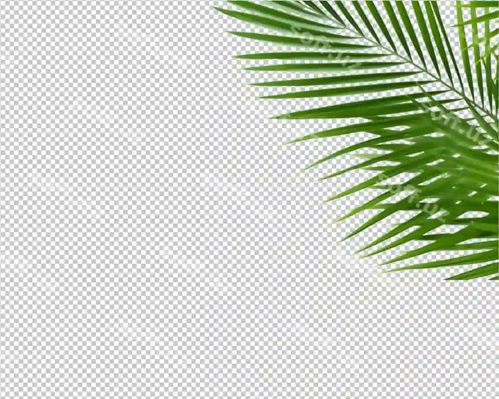 Ajraltirilgan bitki tropik yaproqlari shaffof fonda | Isolated plant tropical leaves transparent background