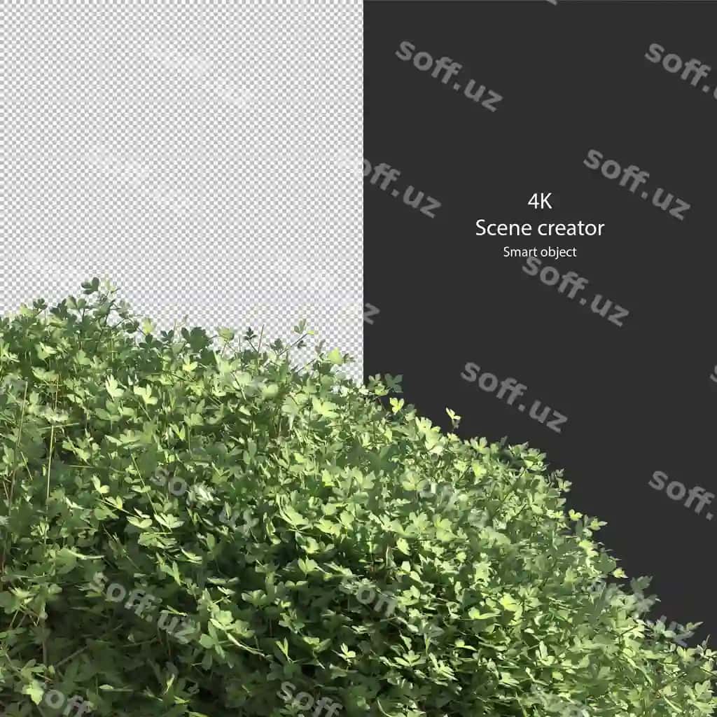Turli xil turlar to'xtongich kichik o'simliklar chuqur o'simliklar shrub daraxtlar ajralangan render | Various types hedge small plants bushes shrub trees isolated rendering