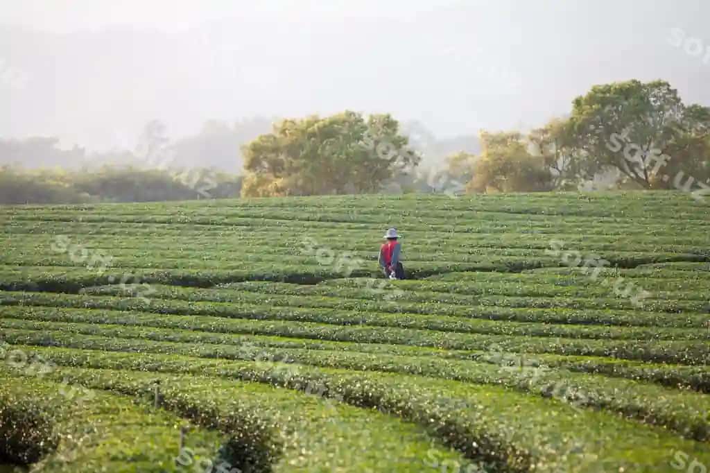 Orqa ko'rinishdagi erkak o'simliklar bozorida to'xtagan osmon fonida. | Rear view man standing amidst plants farm against sky