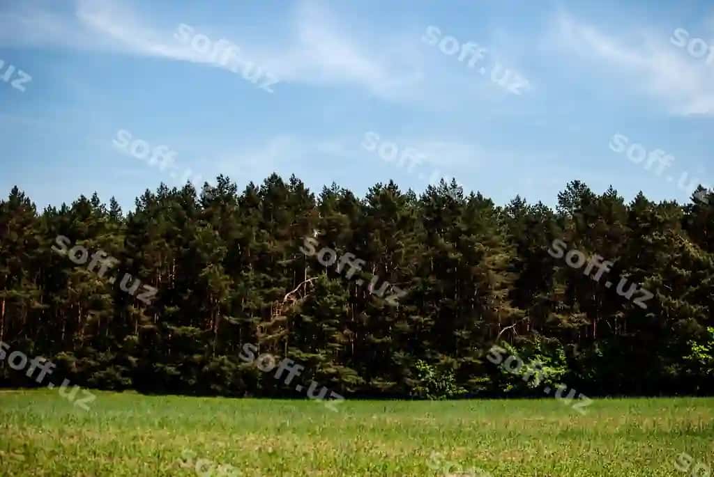 Daraxtlar chamanli maydon | Trees grassy field