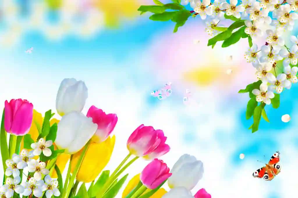 Gullash shoxi olma lolalari yorqin rang-barang bahor gullari | Blossoming branch apple tulips bright colorful spring flowers