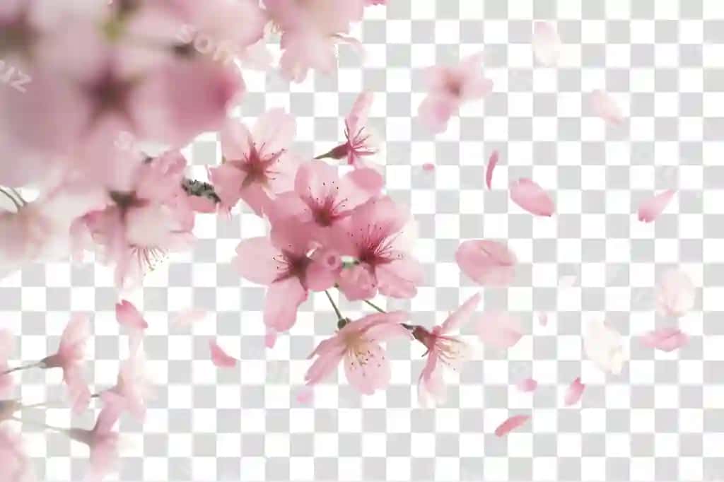 Png gullar gulishadi orqa fondlar tashqarida | Png blossoms blossom backgrounds outdoors
