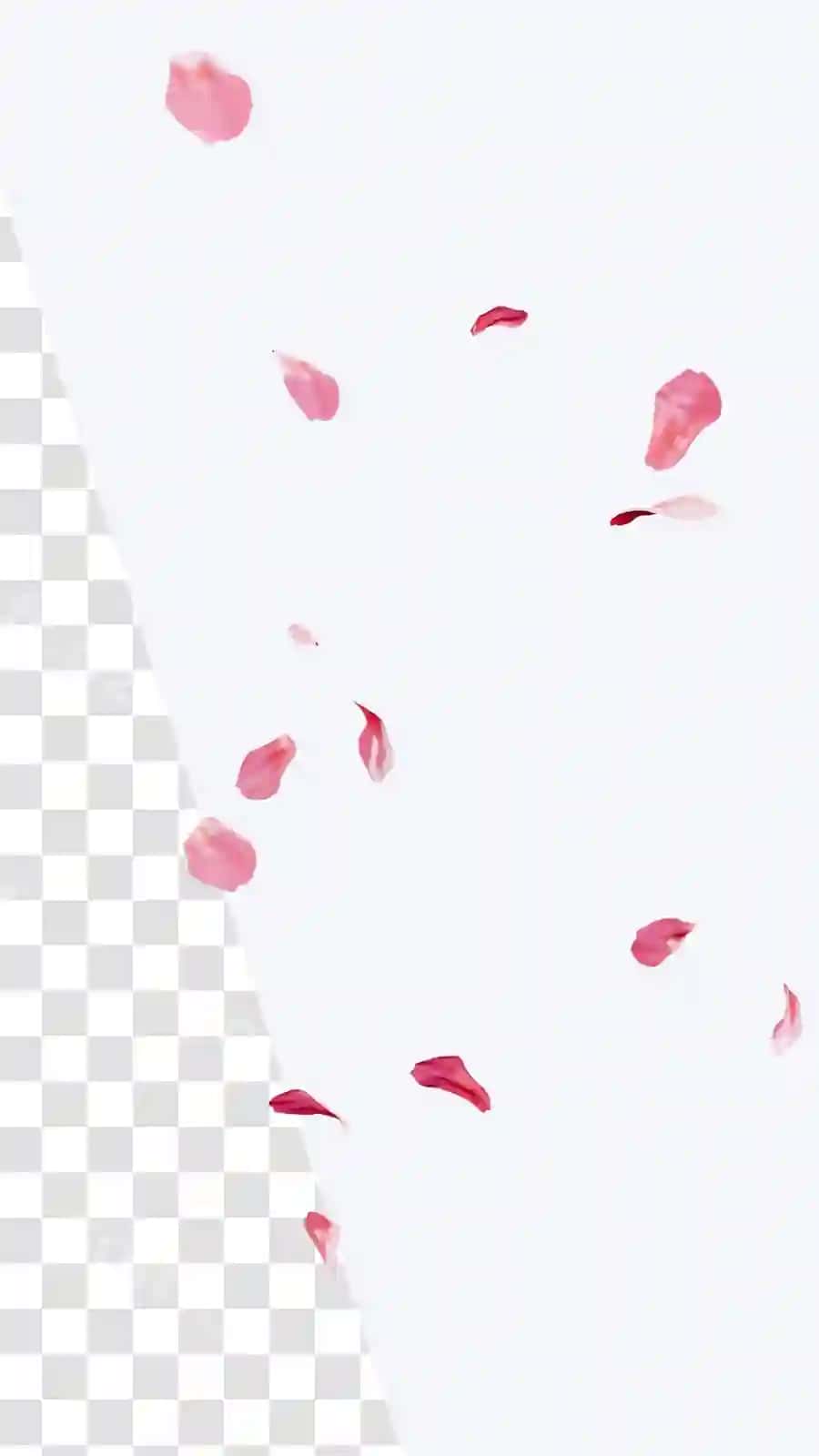 Tushadigan gulrangli gul qushlari vertikal shaffoflik qatlami 3d render | Falling pink flower petals vertical transparency overlay 3d render