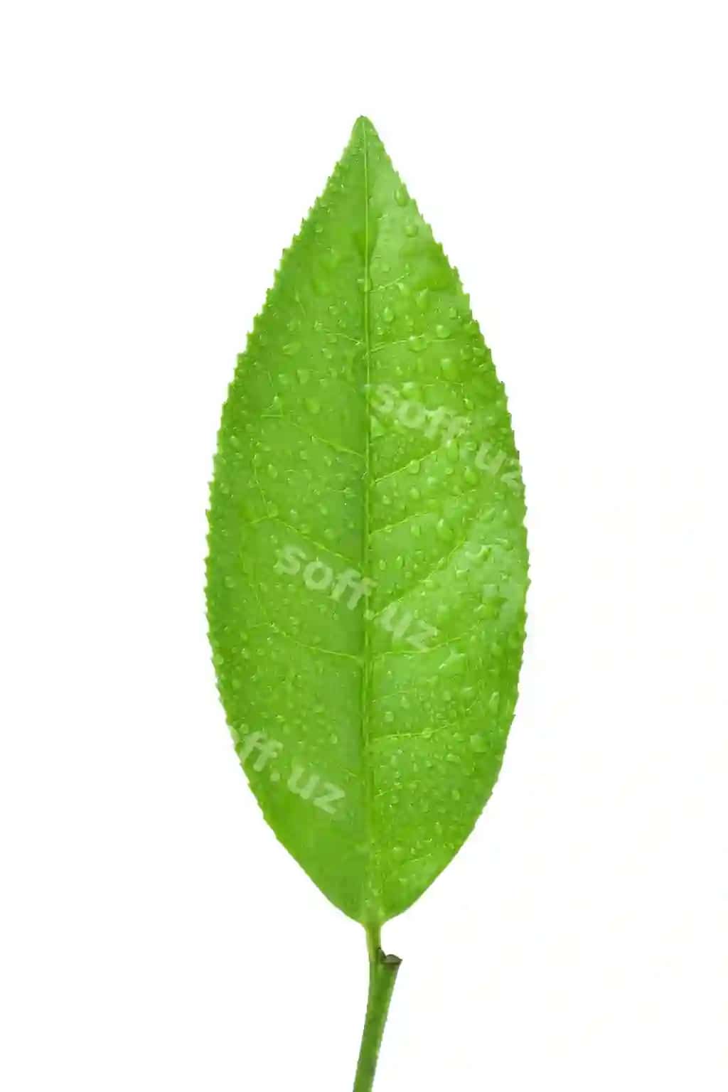 Yashil choy varaqi ajraltirilgan oq | Green tea leaf isolated white