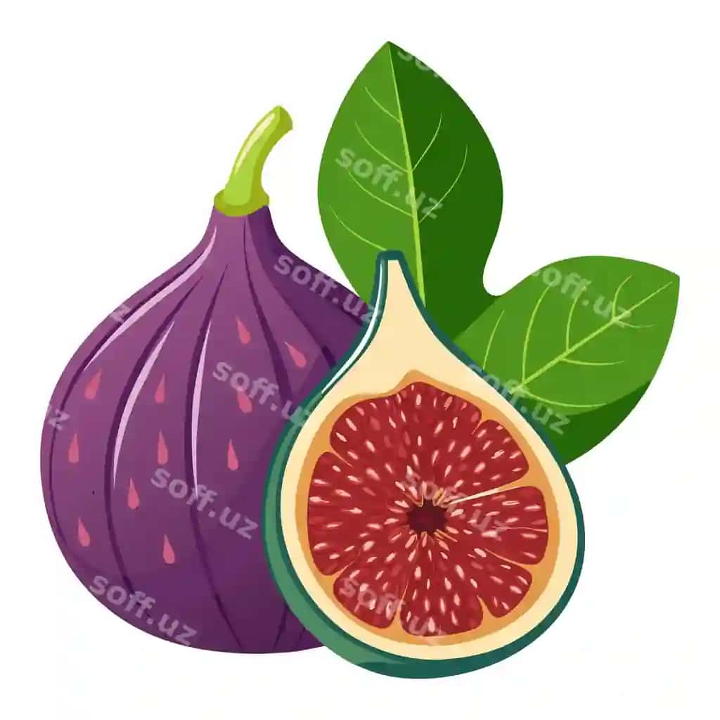 Inca meva vektor illustratsiyasi | Figs fruit vector illustration