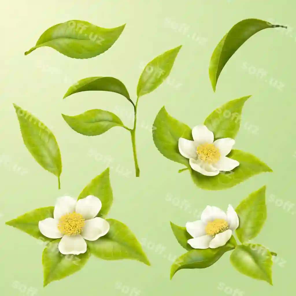 Go'zal yashil choy gullari 3D illustratsiyasi | Beautiful green tea leaves blossoms 3d illustration