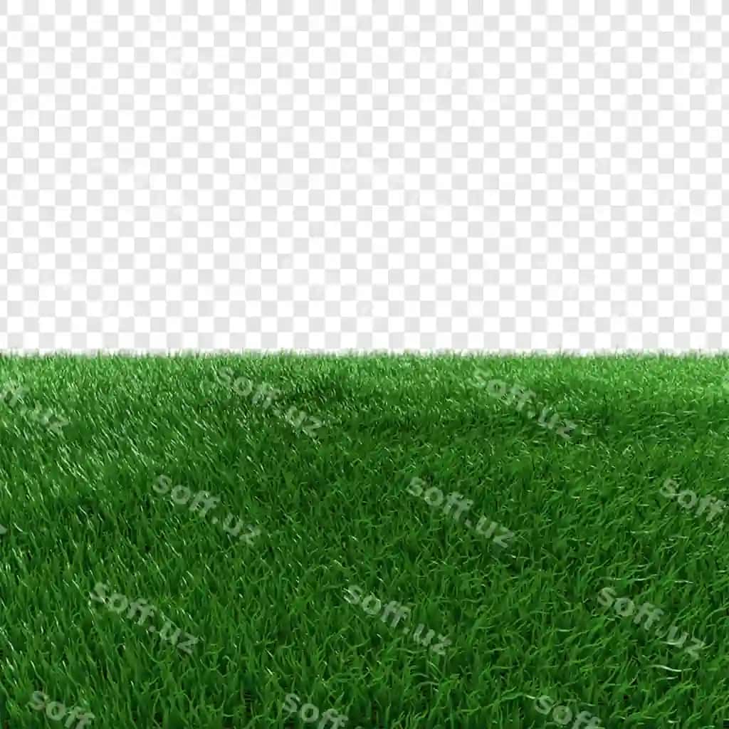 Yaqin qarashda parlak yashil chaman | Close up vibrant green grass