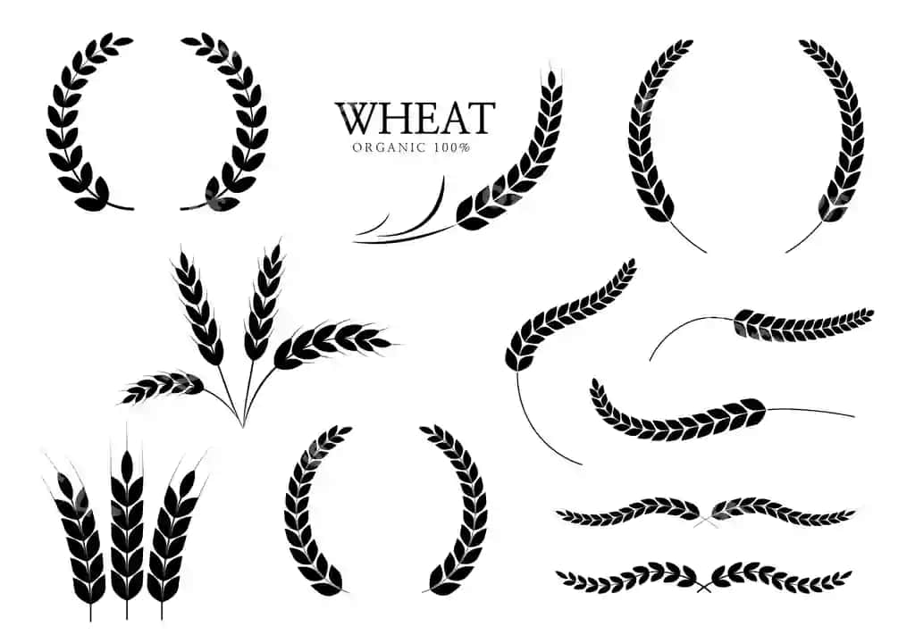 Buğum quloqlari guruch ikon padi buğumi laurel gurushi ikon vektor illustratsiyasi | Wheat ears rice icon paddy wheat laurel wreath icon vector illustration