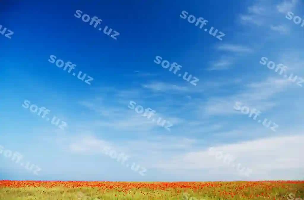 Sobir maydoni ko'k osmon orqali | Poppy field against blue sky