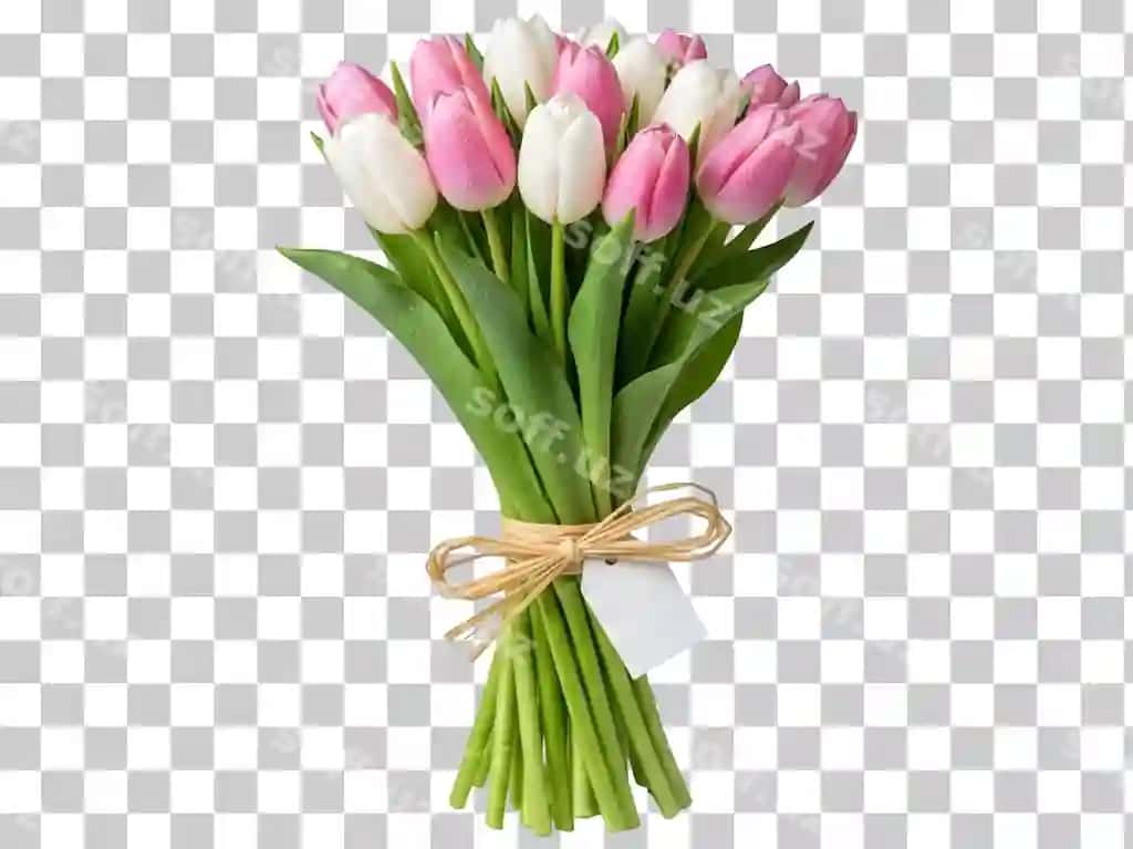 Buket pink va oq lola bo'sh teg bilan | Bouquet pink white tulips with blank tag