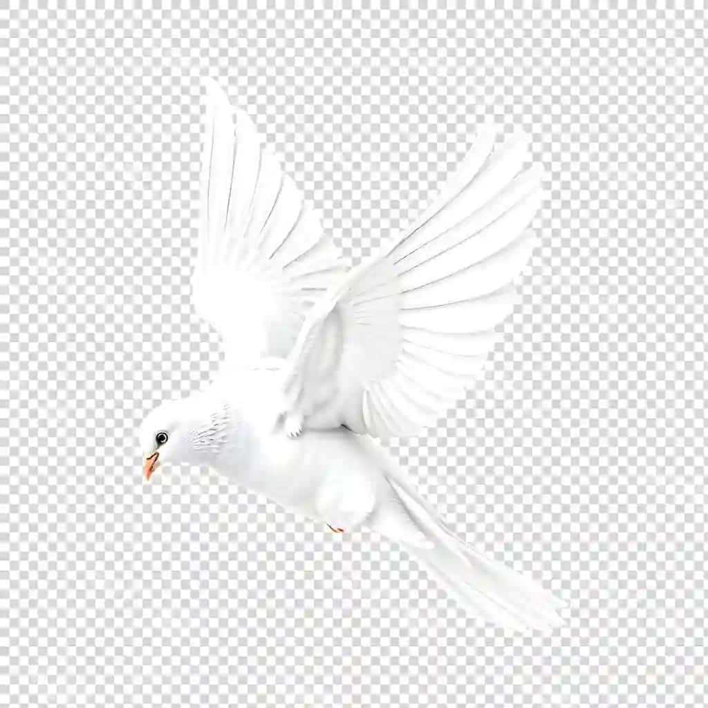 Oq karrak qizil burunli havoda uchiyapdi. | White dove with red beak is flying air