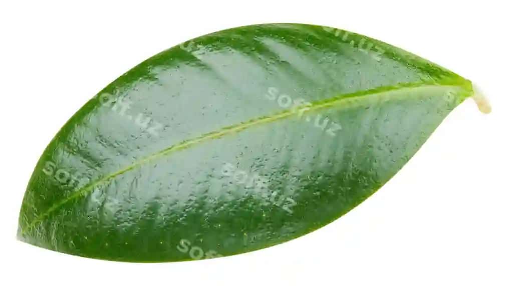 Mangal yaproqlari ajraltirilgan oq fonda mangal klippi yo'li ovqat fotosurat | Mango leaves isolated white background mango clipping path food photography