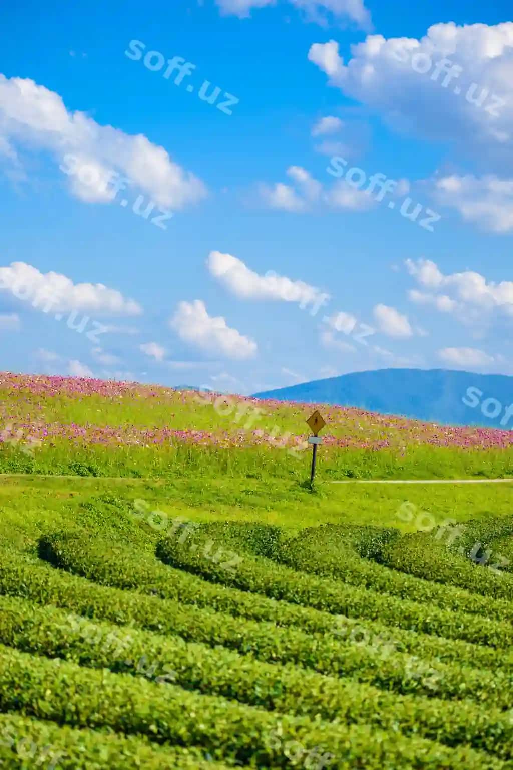 Ko'smos maydonlari, yashil choy maydoni, ko'k osmon bilan | Cosmos fields green tea field with blue sky