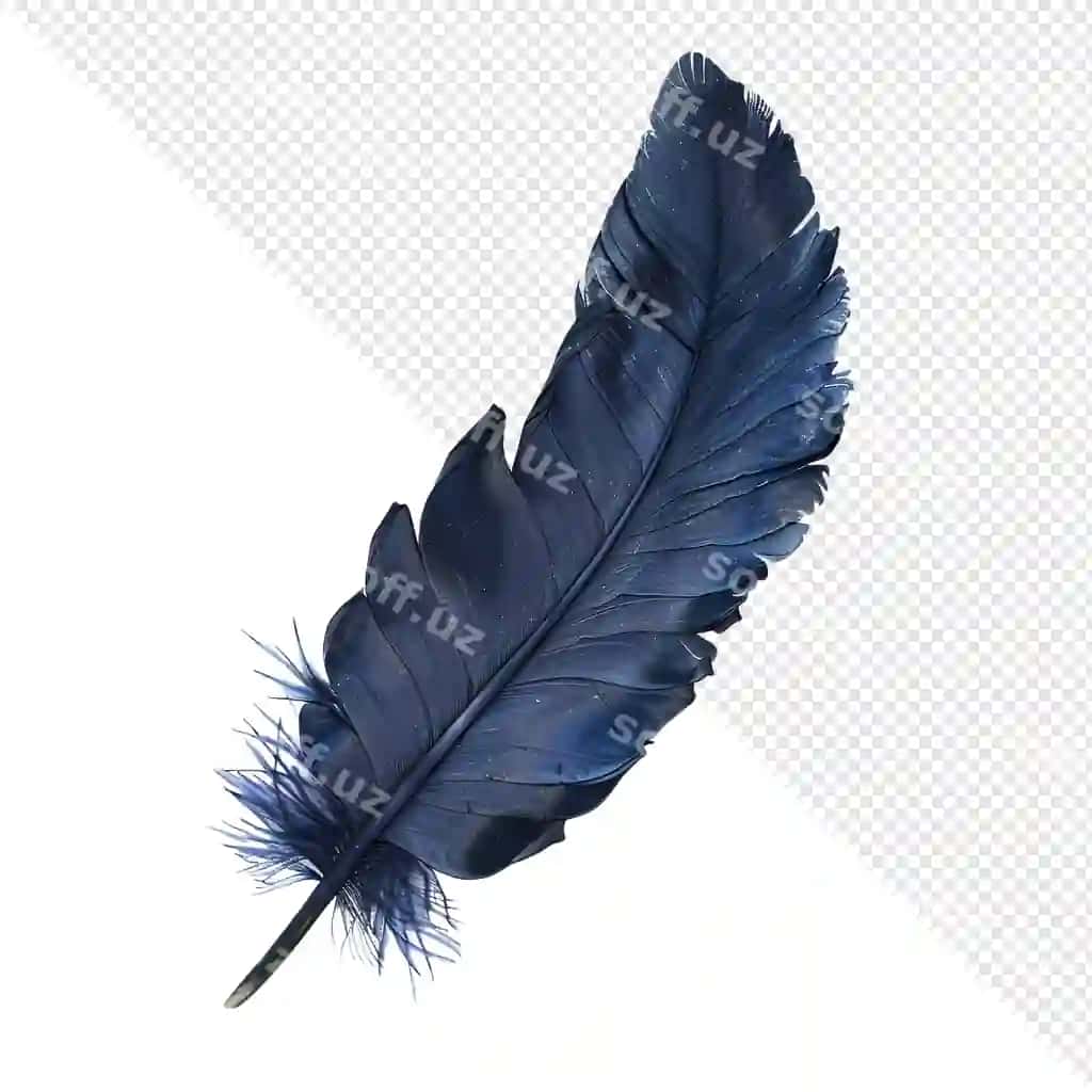 Bitta ko'k tuji ajraltirilgan shaffof fon | Single blue feather isolated transparent background
