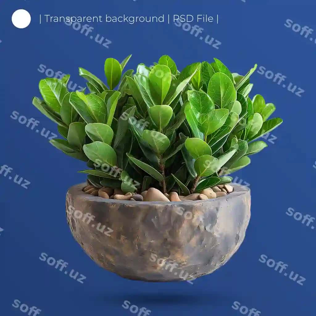 Zamioculcas ko'plab yashil bob, qishloqcha choynalik gulliq oq rangda ajraltirilgan | Zamioculcas lush green plant rustic bowlshaped pot isolated white