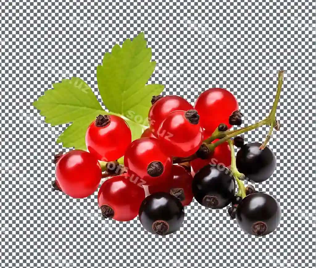 Tabiiy yangilmayotgan qora qizil achrashiy berrylar transparent fonda ajratilgan | Natural fresh black red tart berries isolated transparent background