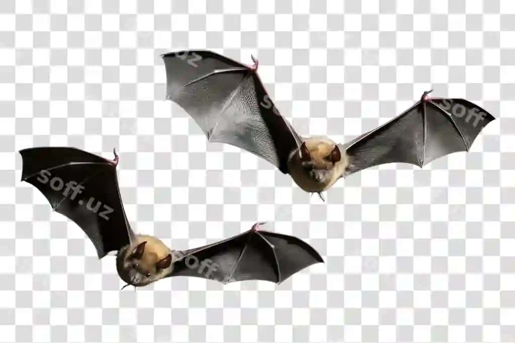 PNG parvoz qiladigan kalmoshlar qorong'iq kecha | Png flying bats dark night