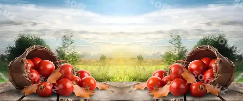 Ikki kataklar yangi pomidorlar | Two boxes fresh tomatoes