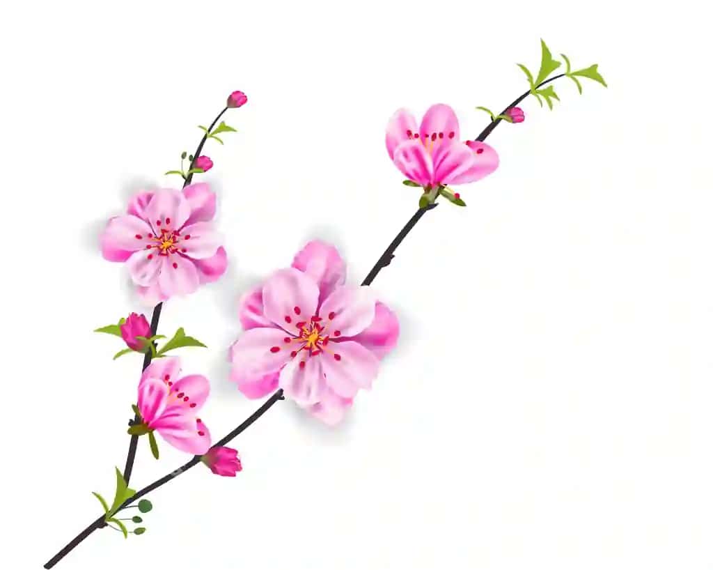Watercolor sakura ramka fon gul bilan olcha daraxti tarmoqlari | Watercolor sakura frame background with blossom cherry tree branches