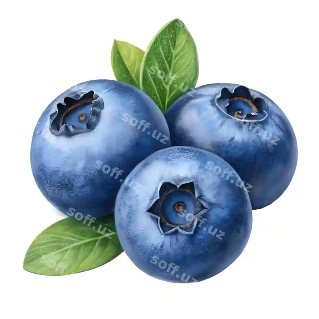 Yashil barglar bilan yangi olg'aolchalari | Fresh ripe blueberries with green leaves