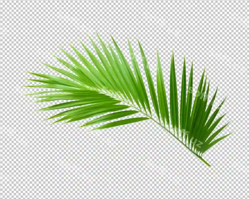 Ajraltirilgan o'simlik tropik yaproqlari shaffof fonda | Isolated plant tropical leaves transparent background