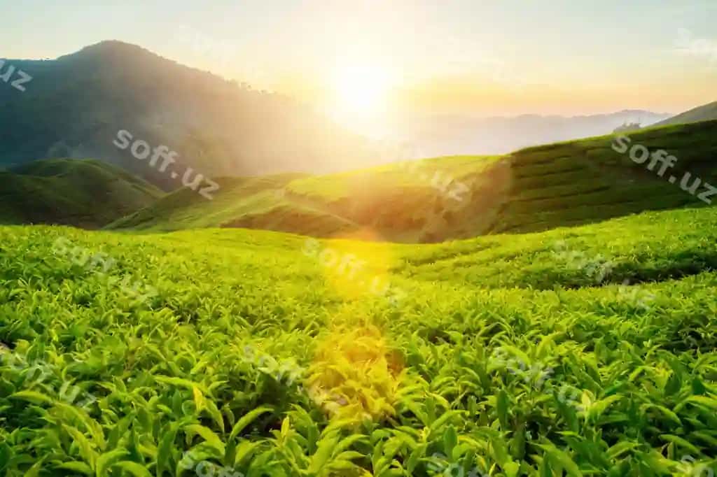 Malayziyaning kamon tog'laridagi choy plantatsiyasi | Tea plantation cameron highlands malaysia