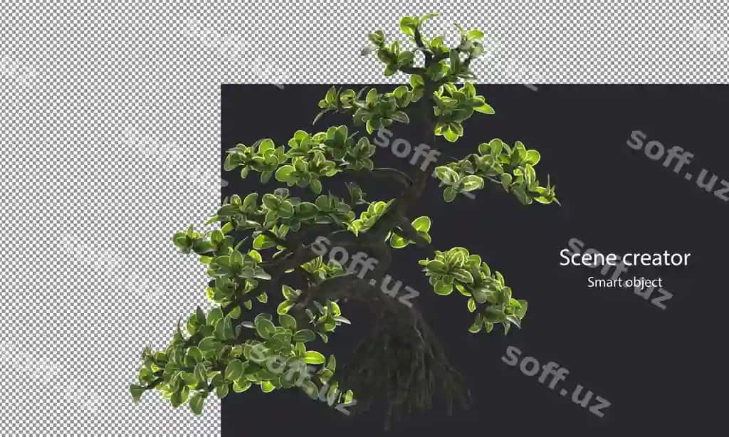 Snowrose daraxtlar varietiya kichik o'simliklar ajralgan kichik o'simliklar kesim | Snowrose trees variety small plants isolated small plants clipping
