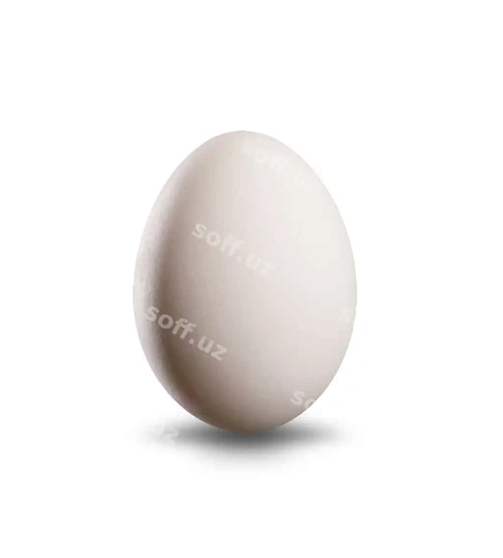 Oq tuxum ajraltirilgan oq fonda | White egg isolated white background