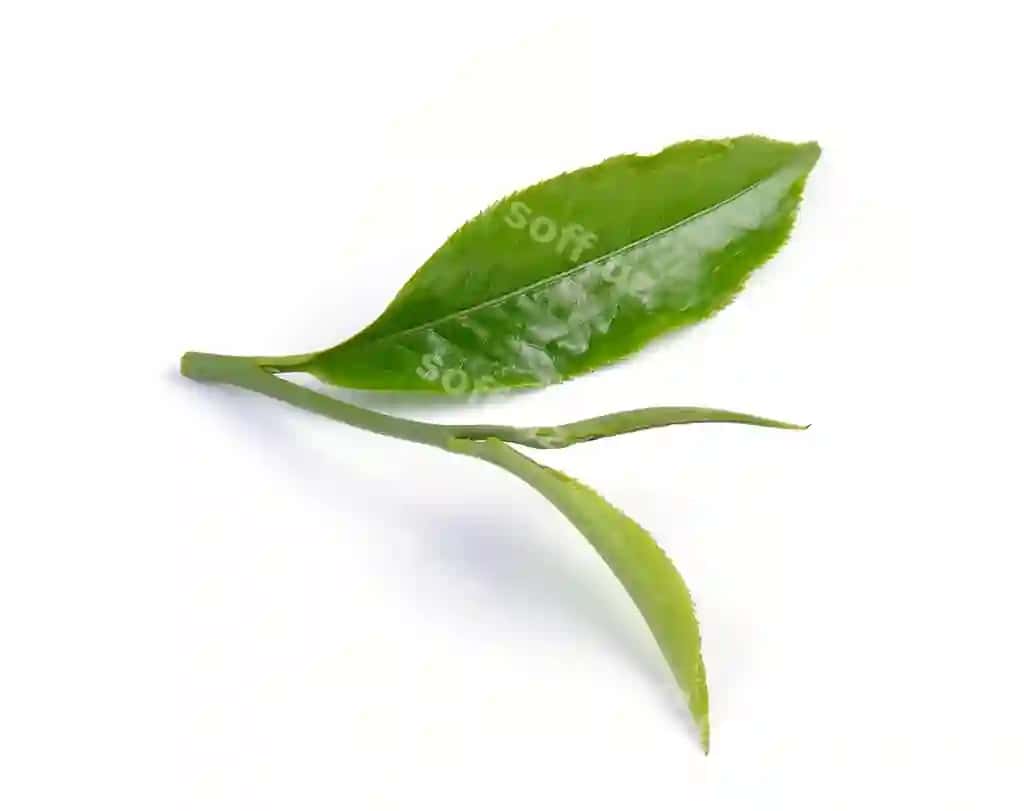 Yashil choy varaqi oq yuzada ajraltirilgan | Green tea leaf isolated white surface