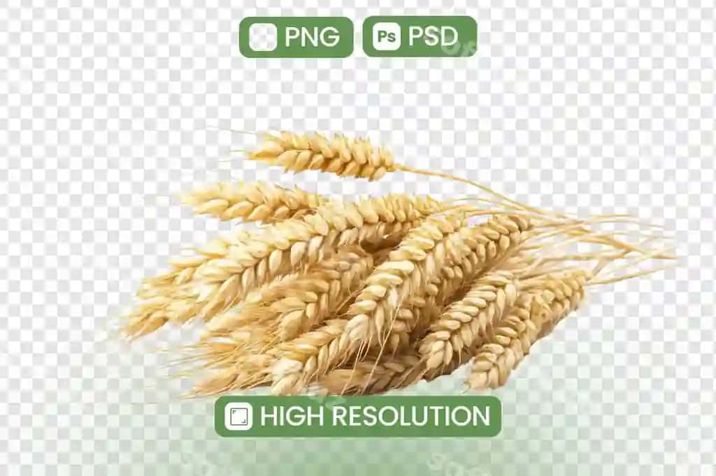 Oltin buğum bundovlari yuqori rezolyutsiya PNG PSD rasmlar dizayn loyihalari | Golden wheat sheaves highresolution png psd images design projects