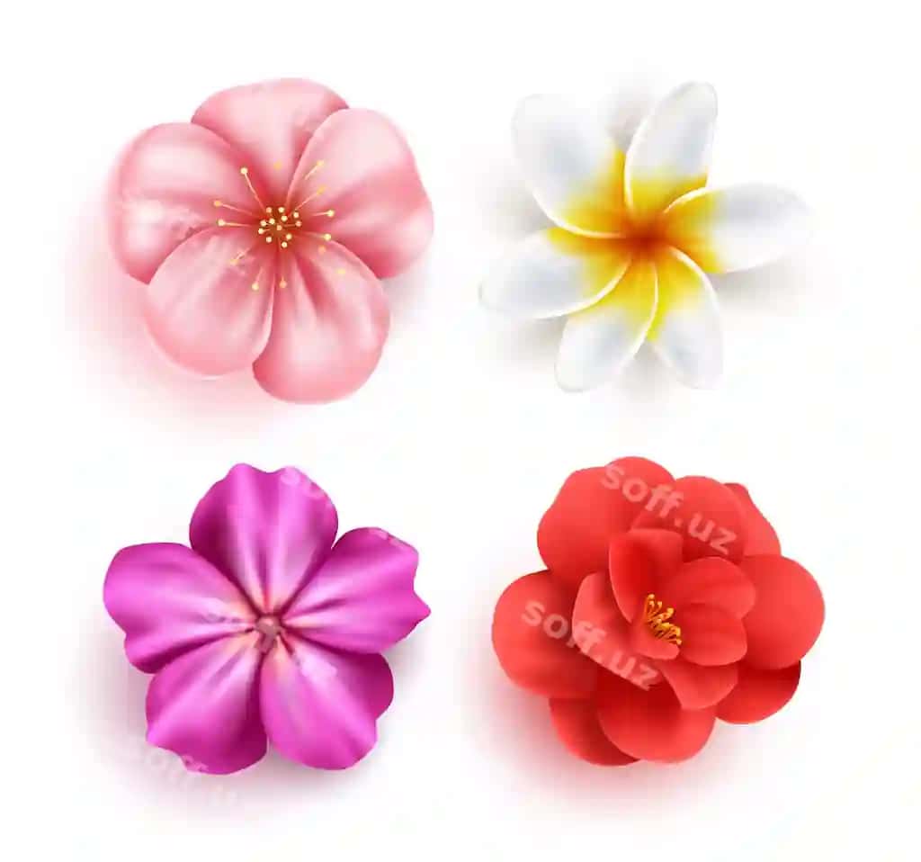 Bahor gullari vektor komplekt dizayni sakura kameliya plumeriya | Spring flowers vector set design cherry blossom camellia plumeria