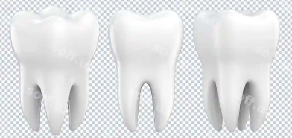 Premolar tishlarni oʻrnatish | Set dental premolar teeth