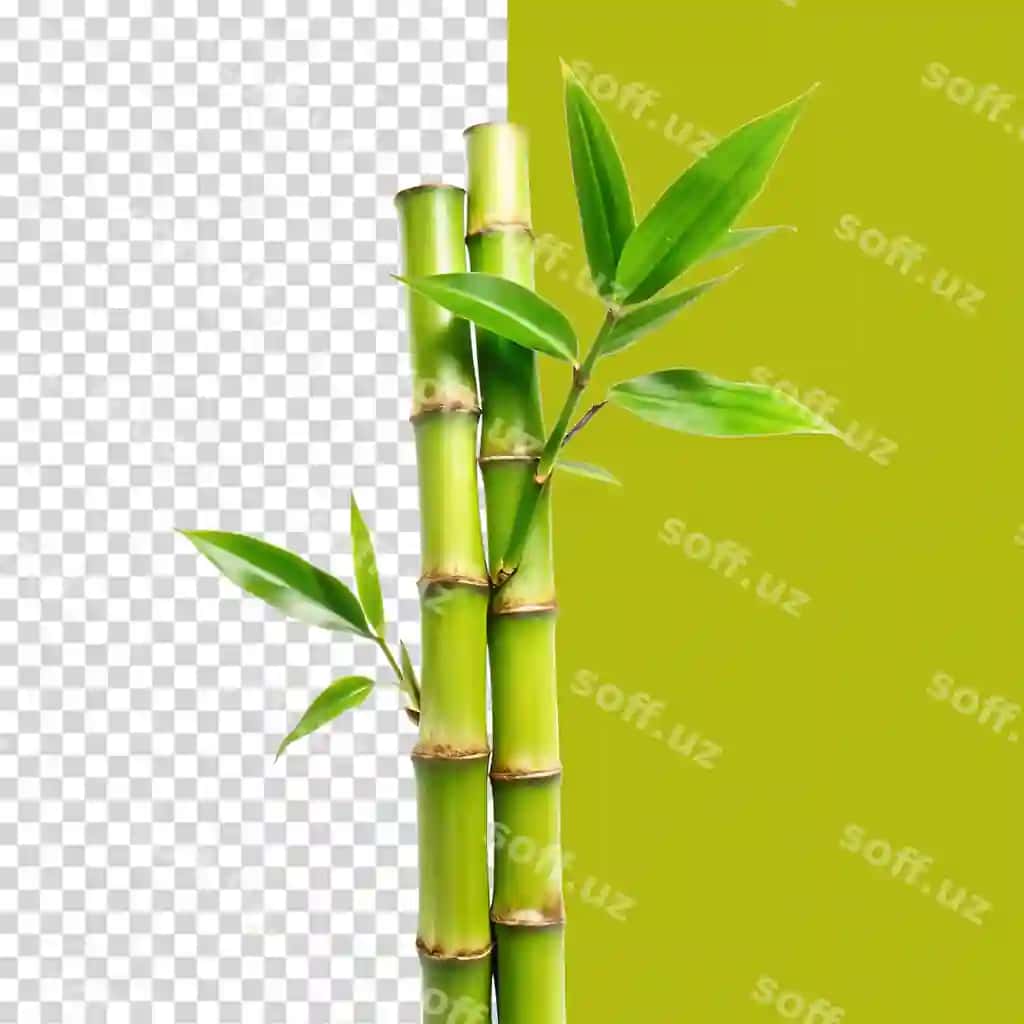 Bambuk dara ajraltirilgan shaffof fonda | Bamboo branch isolated transparent background