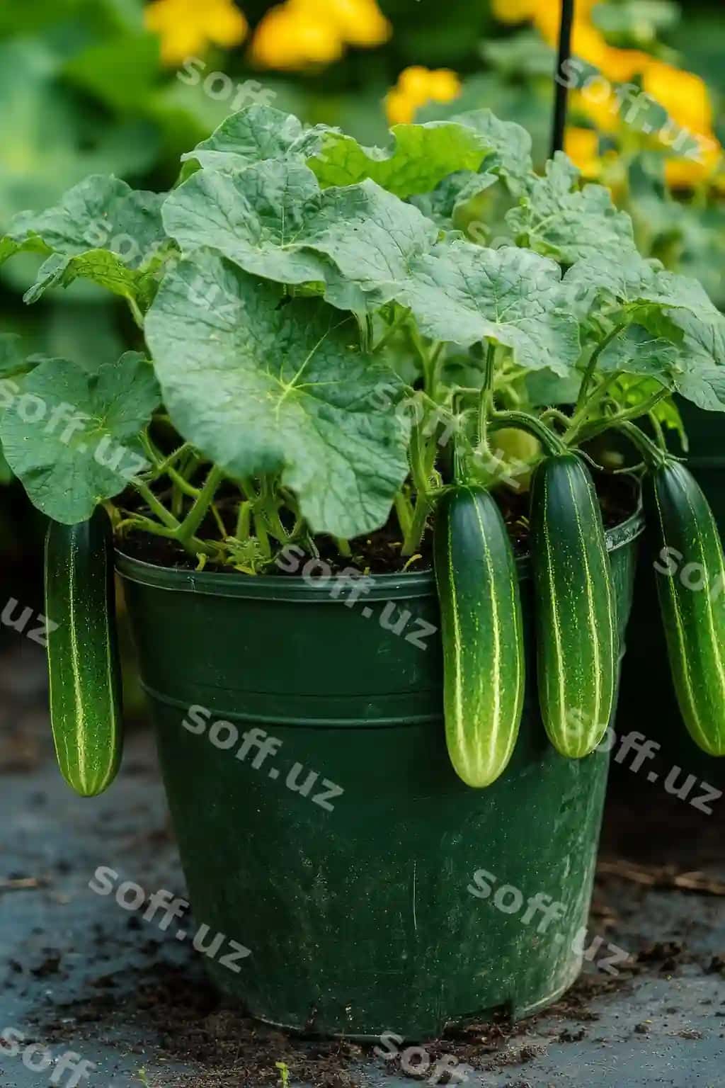 Yaqin suratda hindistoylar o'sib bormoqda urug'lik bog'i, barglar va pochada fonda | Closeup cucumbers growing vine garden with leaves soil background